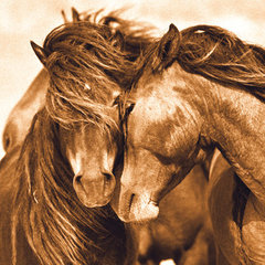 The Wild Horses of Sable Island Gallery