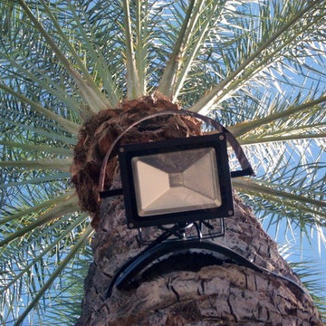Palm Tree LED Landscape Lighting