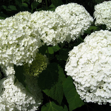 Tenafly Elegant Landscape