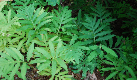 Great Design Plant: Sensitive Fern Shows Its Strengths
