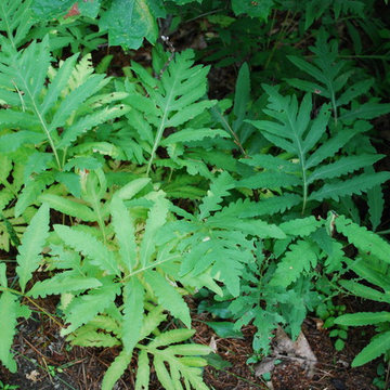 Sensitive Fern