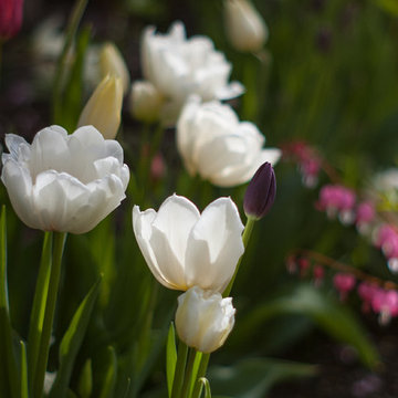 Spring Bulb Garden