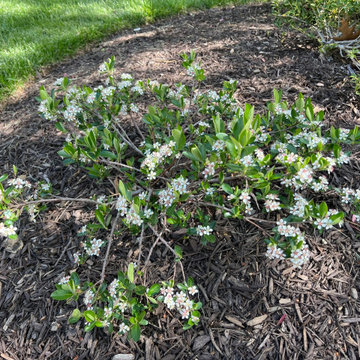 Native Plant Transformation of a HOA restricted landscape