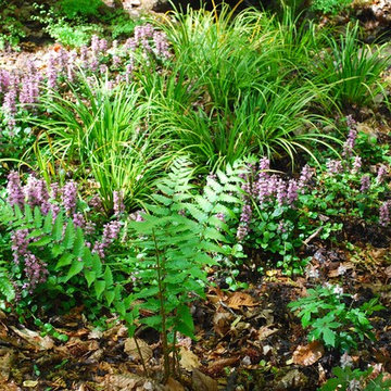 Japanese-inspired fern garden