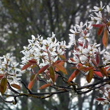 Trees