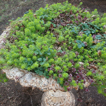 An antique birdbath filled with sedums and wild strawberries