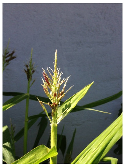 Corn tassel problems