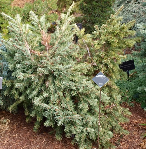 set of conifers, at zone 5 (3 of 3)