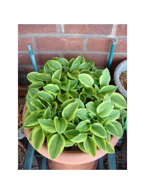 Hosta dying out in the middle