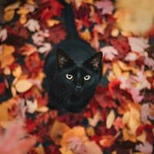 Foto von Scarlet Jolie