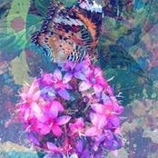 Gwen McAfee's photo