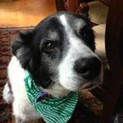 Cheryl Mazza's photo