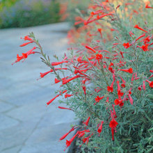 garden ideas