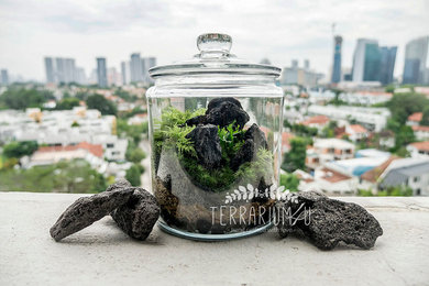 Moss Terrarium: Nature