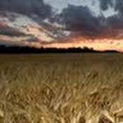 Jason Hoult's photo