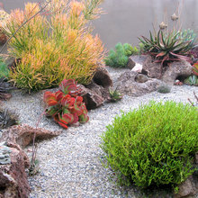 Succulents Undersea