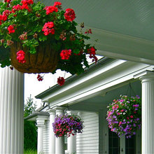 Hanging Flower Baskets