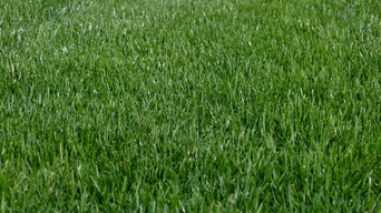 Front lawn