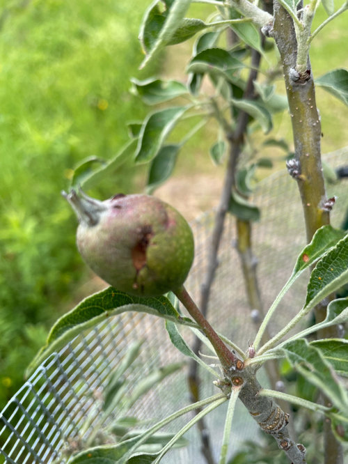 Cedar Rust on my Apple Tree?
