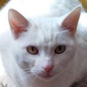 Chris Huesers's photo