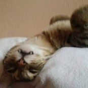 Gin DeCarlo's photo