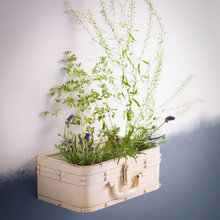 Plants