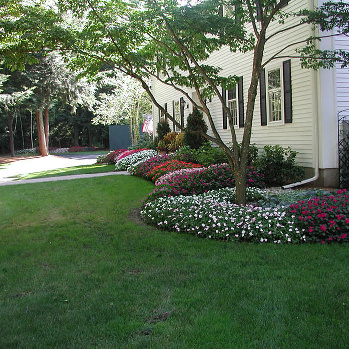 Different shades of new Ginny impatient. Designed and planted by  Peter Atkins and Associates