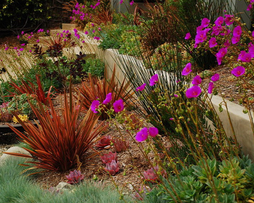 Drought Tolerant Plant Northern Ca | Houzz
