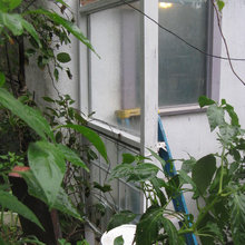 Greenhouse and bucket lights
