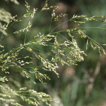 Deschampsia Cespitosa ssp. Cespitosa