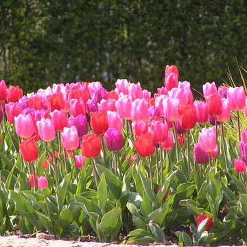 Tulipe