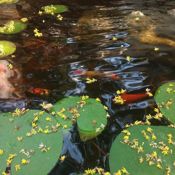 Garden with swimming pool and pond