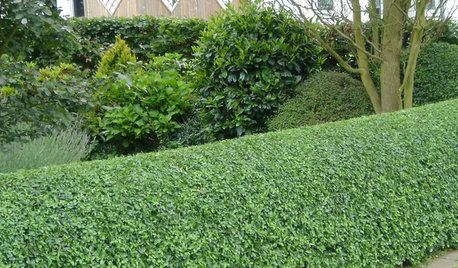 Grüne Alternative: 4 Ersatzpflanzen für den Buchsbaum