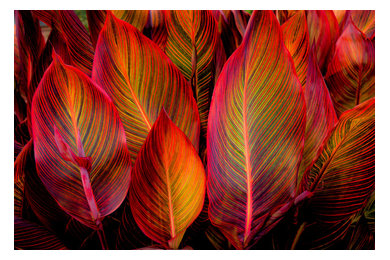 Glowing Leaves, Canvas Giclee, 24"x16"
