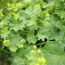 Laura2611PollinatorGarden