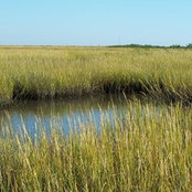 Foto de Saltmarsh