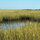 Saltmarsh