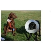Julie Linnane's photo