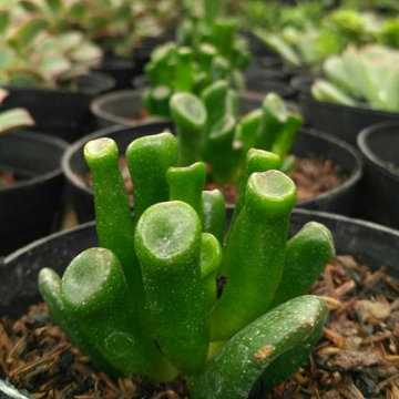 Succulent Plants Online in India
