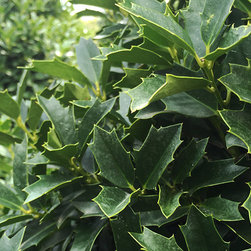Current Featured Plants - Products