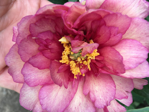 Yankee Doodle Dandy Or Hillary Itoh Peony Yankee Doodle Dandy Or Hillary Itoh Peony