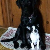 Gail DiVincenzo's photo