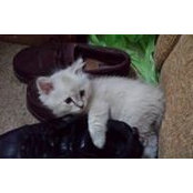 Little Nikta's photo