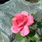 Margaret Rocha's photo