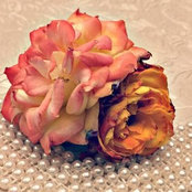 أروى الشريفs foto