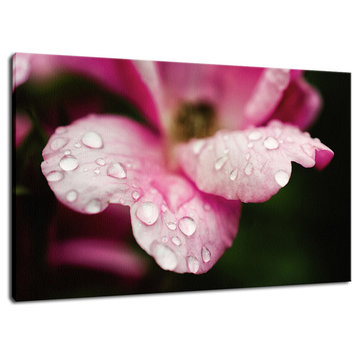 Raindrops on Wild Rose Color Floral Canvas Wall Art Print, 16" X 20"