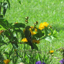 Gardens & Inspiration
