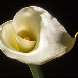 White Calla - Fine Art Prints