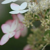 Fawn Connelly's photo