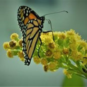 Bill Hirschaut's photo